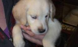 Golden Retriever Puppies for sale
One male and one female avaliable
First shots and de-wormed
Both parents on-site, Both parents CKC registered
15 Years experience raising and breeding dogs
Raised around other dogs, cats and young children
For more info