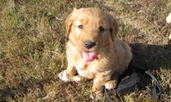 We have 5 healthy Golden Retriever puppies. One female and four males. These are very playful, friendly and energetic little pups. They love people already and they're only 6 weeks old.  Very cute and wanting a loving and caring home. Ready to go by the