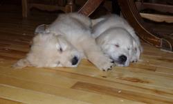 CKC registered golden retriever puppies from excellent lines.
Parents have hips, elbows, eye and heart clearances. Sire is from Swedish champion lines and working on his own champion title. Dam is field golden, trained and working in the field as an