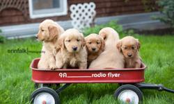 Golden Retriever Puppies - Ready to GO.   8 weeks old.  Males and Females available - darker colors.  Vet Checked, 1st Shots, De-wormed, family raised.  We can arrange for delivery to Calgary or Edmonton.
 
Please contact 403-506-2602 
 
NOTE: - Pictures