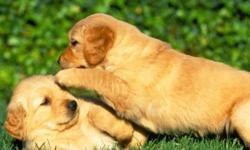 I have 4 Beautiful litter Golden Retriever Mom are both pure Golden Retriever with current health clearance and hip/elbow/hearth/.... Mom and dad are available to viewed upon request. Both parents are very healthy and active and run daily. Careful
