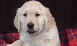 Beautiful Golden Retreiver Pups.  They have been vet checked, dewormed and they have been given their first shots.  Goldens are wonderful family pets, and these adorable male puppies are looking for good homes.  Both parents are on site. They were born