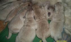 I have cream colored golden retriever puppies for sale. 4 females and 1 male left. They will be ready to go mid-february 2012. They come with first vaccinations and vet checked. Mom is registered and dad is not.
I will be adding pictures as they grow.