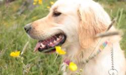 I am looking for a good home for my golden retriever, Ally. She is extremely good with children, dogs and cats. She is a high energy dog and requires a good run every day. I'd like it if she could go to a home where she could get out everyday, or even if