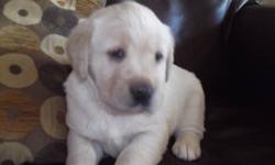 We have a beautiful litter of puppies for sale.  READY JUST IN TIME FOR CHRISTMAS!!  Now taking deposits...ready to go to their new homes the week before Christmas.  Their mom is a our family pet, a purebred golden retriever, and dad is a CKC chocolate