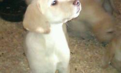 Golden Retriever X Yellow lab Puppies for Sale
Only 3 females left
Vet checked, first shots, DE-wormed
Both Parents on-site
Well socialized with other dogs and animals
For more info or to make an apt to view call
905-651-2406