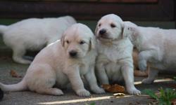 Wonderful and ever so friendly golden retriever pups for sale they will have first vacanations and dewormed done befor they are ready to go. If you are interested please call or message me to make arrangements to see them. I am asking 100 deposit to