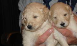 Gallagold Kennels is proud to offer this litter of beautiful Goldendoodle puppies for sale. Mom (Brea) is a beautiful purebred Golden Retriever, and Dad (Casper) is a beautiful purebred Standard Poodle.We have 5 female and 5 male puppies. Goldendoodles