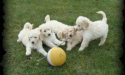 GOLDENDOODLES
Ready for adoption today!
 
These adorible hypoallergenic puppies LOVE to interact with you!!!
 
Thes puppies have thier first shots, they are dewormed and vet checked.
We will provide, with convidence, a 2 year health guarentee.
 
We invite