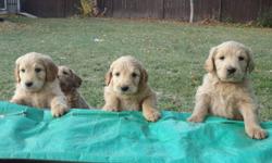 Bred for outstanding temperment, low to non-shedding puppies. They have been well socialized with young children. We are definately not a puppy mill. The mother (our 5 year old purebred golden retriever) is on site and so good with our kids that we can't
