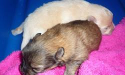 2 Beautiful Pom Puppies
Male white/blonde
Female brindle
Mom all black, Dad black & brown
Both parents purebred,
excellent health & temperment
Available to rehome by Jan. end
Call 780-349-7078, ask for Shirley
 more pix @ Jan. end
Can deliver to St.