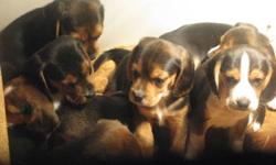 Purebred beagle puppies, first shots and dewormed, excellent pets, or hunters. Father good rabbit dog, Mother black and tan color, father tri color. Ready now for new homes.Call 519-965-2400