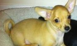 Only one Chihuahua puppy left, ready for adoption to a good home. He is an adorable male puppy. His name is Chichi and he is beige in colour. He was born on July 9, 2011. He is grogeous, adorable and has a beautiful personality. He has been vet checked