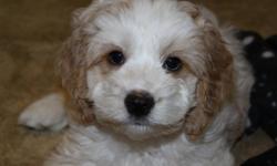 Only 1 male left! Absolute heart-melting cockapoo puppies now available! If you ever wanted a little teddy bear to follow you around and show you unconditional love, this is it! They are super sweet and loving little puppies. They are a half cocker