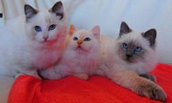 Beautiful Ragdoll Kittens of Exceptional Type, Conformation and Character 
 
 These kittens truly exemplify the Ragdoll breed, with their exquisite blue eyes, plush coats and endearing personalities.  They all have wonderful dispositions and will make
