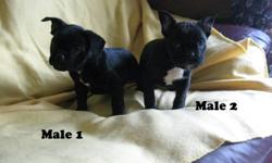 We have a beautiful litter of 5 males born Sept. 9. The father is a French Boston Terrier and the mother is an Old English Bulldog. These puppies will grow to approx. 30-35 pounds.
They are very happy and affectionate pups that love to be with people and