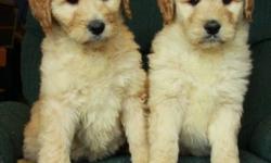 We have absolutely gorgeous golden doodle puppies that are now 8 weeks old and ready to find new homes! They were born on November 25. There are females and males at this time. These goldendoodles are light wavy to curly and will have little shedding,