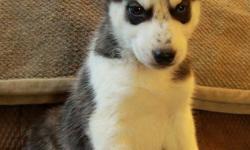 Last 2 available! Stunning purebred husky puppies available to new homes now at 9 weeks old! They were born on November 16. There is 1 male and 1 female available at this time. The last female has 2 blue eyes and the last male has 1 blue and 1 brown eye.
