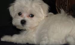 Gorgeous Maltese puppies ready to go, 12 weeks old, 2 males & 1 female, the oldest European Toy breed dogs, non-shedding, hypo-allergenic, well socialized with other dogs and people.  Parents are micro-tcup Maltese imported from Korea, very small sized