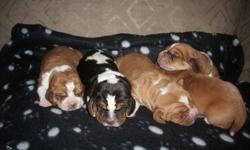 Basset Acres is Please to Announce the Arrival of Dahlia and Dudleys Puppies !!!
Dudley is CKC registered and Imported from Europe and Dahlia is our first boy Boyds puppy all grown up. They both have wonderful dispositions and we are very excited for