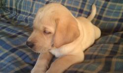 I have 5 boys and 1 girl left and they range from light cream/white like their mother to fox-red like their father. These are Purebred Yellow Lab puppies. Vet checked and first vacinations and worming is done and the pups are 10 weeks old and ready now to