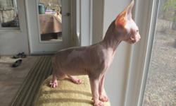 We have a registered Canadian Sphynx kitten available. She was originally priced at 1200 and sold but the sale fell through- If you are interested, please e-mail us with a reasonable offer and we'll consider it! Her litter is registered with TICA and she
