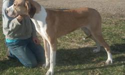5.mth old Great Dane male puppy pic 1&2 taken in fall
 
And
 
1 year old Great Dane  Fawn Mantle for adoption to approved home only.
I have kept back to decided which futures males I would be keeping and now I am looking to home, very loving family