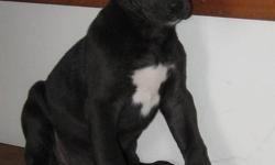 3 Great Dane puppies left parents are both purebred and AKC reg. there both here to see, we have 1 large blue merle male, and 2 black females left out of 7, puppies are family raised inside our home with young children and other pets, there dewormed and