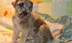 GREAT DANE PUPPIES
RARE & UNIQUE CHOCOLATE
COLOURED MARKINGS
WITH OCEAN BLUE EYES
ONE MALE AND ONE FEMALE LEFT IN
RARE CHOCOLATE
MERLE DILUTE 
THEY WILL BE
VET. CHECKED, AND
GIVEN A CLEAN BILL
OF HEALTH FROM OUR VET. DEWORMED, AND SOLD ON A
 2 YEAR