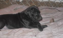 We have 4 gorgeous beautiful dane puppies that are ready to go to their forever   home. Mom (Kenya) and Dad (Seeger) are both on site to view. All pups are dewormed and have their first shots. They are well socialized with other dogs as well as with