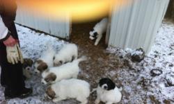 If you have sheep or coyote problems these are the pups for you. Mother never leaves the sheep, and pups are with sheep also. First shots available. Mother is Pyrenees and father is Pyrenees Akita cross.  There are 3 females left. This ad was posted with