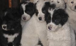 3/4 Great Pyrenees 1/4 Border Collie puppies for sale.
"REDUCED" 4 Males and 2 Female left. Born on Sept.22/11.Three all white males, One male is all white ,with a black mask(very fluffy) and the two females are one all white with a black mask, and the