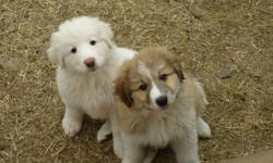 Only 2 females left
 
Great Pyrenees puppies. Mom is purebred. Dad is 25% Akbash (has the same qualities as a GreatPyrenees).This breed loves being around family. They are very friendly, affectionate and intelligent. These dogs are excellent guardians of