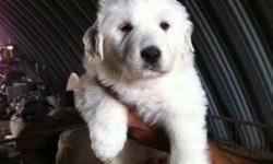 Great Pyrenees puppies for sale. Pure white. Working parent with sheep, hours , cat. very friendly , good sheep dog. I been raising these dogs for 15 years.  i have the best Pyrenees for you. They are 6 weeks old. ready to go soon. call for more info. my