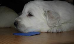 Great Pyrenees puppies for sale
Born November 12, 2011
Ready to go after January 8, 2012
2 males and 3 females left
The Great Pyrenees is a large, dignified livestock guardian dog. In nature, the Great Pyrenees is confident, gentle, and affectionate.