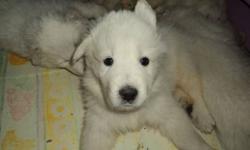 Great Pyrenees are a low-energy large breed dog that are great with people, affectionate, wonderful family dogs and are easy to train. These puppies have been well-handled and socialized with other dogs and cats. They are playful, smart and looking for a
