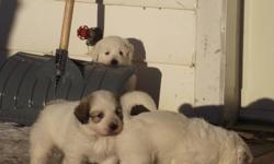 Litter of 8 born Rememberance day
6 males, 2 female, 4 badger 4 white
Mother is 1/4 maremma 3/4 pyrenees and the father is pyrenees
The mother spends the summer (6 months) out in the bush with me as a watch dog at the tower, and the male is from the gas