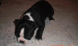 Beautiful Boston Terrier puppies for sale.
Puppies are raised in our home around children and lots of love. They are Ready to go home December 6th,2011, just in time for the holidays. There are 2 male puppies and both of them are dewormed and 1st shot
