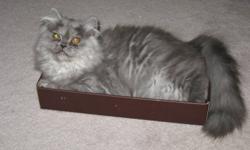 Female, spayed grey persian cat needs a good home with other animals and children or someone who just loves cats.   She's healthy and spunky.