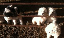 We have four guardian puppy dogs for sale. 4 males and 2 females, eight weeks old.
Father is pure bred Grate Pyrenees, mother is Kuvasz cross Grate Pyrenees.
Both parents are great working guardian dogs,always stay with sheep and chase coyotes away.
Born