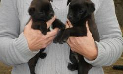 Very cute half pug puppies for sale.  Will be ready to go in a week or so phone 780-494-3911 for more info I am only advertising these pups for my mom.