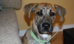 Hello, my name is Marley and Im looking for a family with a good, loving home to adopt me. Im a Plott Hound mix(medium/large)and I love to run and play and have lots of energy, but also need plenty of attention and enjoy a little cuddle time too. I had a