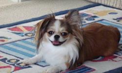 Long coat Chihuahua/Japanese Chin mix 2-year-old male, beautiful tri-color (brown/black/white). He is fixed and house trained, has shots, been dewormed and regular vet checks. He is very affectionate and loves to cuddle. Sweetheart and is a bit timid