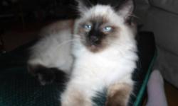 Very Loving , Friendly, person-able Chocolate Point with mostly white-ish  long Ragdoll fur . 1st Shots, litter and scratch post trainned, de-wormed and ready for his new home.  Last of his lot and wanting to get his permenent home before the Turkey