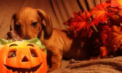 These fun and lovable 'halloweenies' are the perfect addition to any household ! They are purebred dachshunds and we're born on August 24th and are ready to go to a new home. There is one female and one male available and both come with a one year health