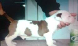 We currently have a litter of puppies ..   5 of the puppies are avalible.
There birth date was October 1st,  Puppies will be ready to go to their new homes on or after November 27th  2011.Arrangments can also be made to take puppy home , Christmas Eve!