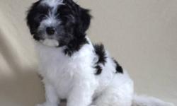 CKC registered Havanese puppies ready to go now! Sara & Oakland have 2 puppies left 1 black & white female, 1 chocolate & white male.
The Havanese are a toy breed, non shedding, hypo allergenic.
They are Canadian Kennel Club Registered, Micro Chipped, vet