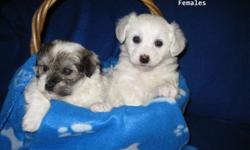 Havanese are companion dogs and are very social with people and other pets. They are gentle and responsive. Excellent with children. Very attached to their families. Playful, high degree of intelligence. They do well in obedience class.
They are good for