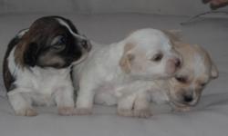 Just in time for Christmas we are offering a choice of Havanese crossed with a male Shitzu for $400 or purebred Havanese for a variety of prices. These pups are non shedding and hypoallergenic. There is a wide variety of colours available including the