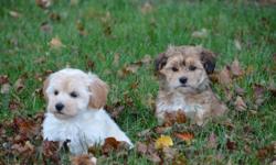 We have Havanese puppies ready for adoption in mid October!  We have been raising the Havanese for 18 years and are one of the earliest Havanese breeders in Canada!  We breed for health, temperament, color, and have improved our bloodlines with each